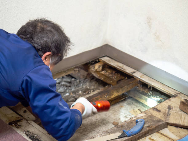 Best Industrial Mold Remediation in Weidman, MI
