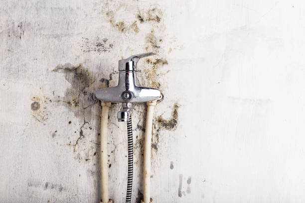 Best Mold Remediation for Specific Building Types in Weidman, MI