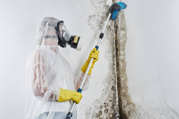 Best Insurance-Related Mold Remediation in Weidman, MI