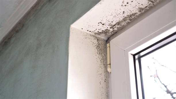Best Post-Remediation Services in Weidman, MI