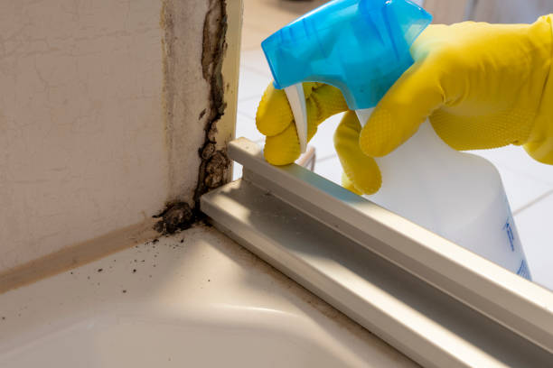 Best Basement Mold Remediation in Weidman, MI