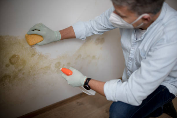 Best Black Mold Remediation in Weidman, MI