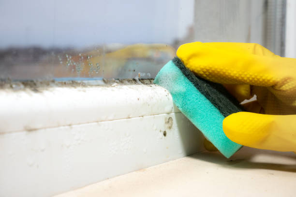 Weidman, MI Mold Remediation Company