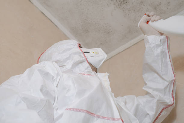 Best Post-Flood Mold Remediation in Weidman, MI