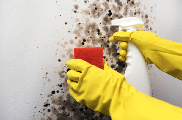 Best Residential Mold Remediation in Weidman, MI