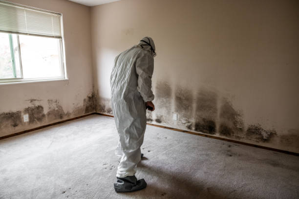 Best Preventive Mold Services in Weidman, MI