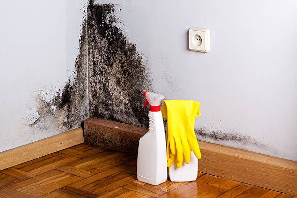 Best Bathroom Mold Remediation in Weidman, MI