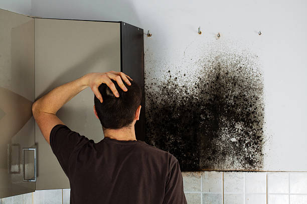 Best Mold Remediation for Schools in Weidman, MI