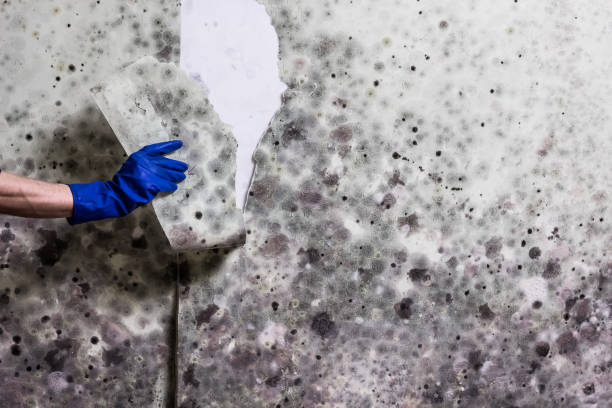 Best Mold Remediation for Specific Building Types in Weidman, MI
