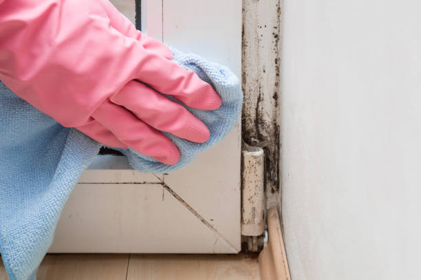 Best Health and Safety Mold Remediation in Weidman, MI